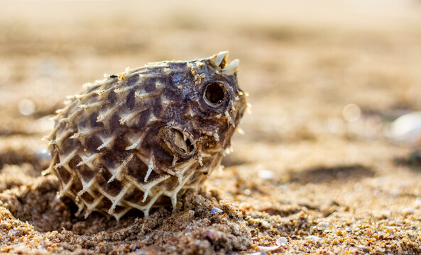 Balloonfish (Spiny Porcupinefish), Online Learning Center