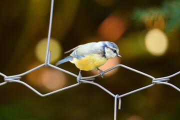 Blaumeise bei der Futtersuche