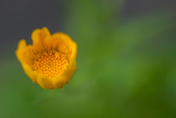 Macro shot of Field Marigold (Calendula) Flower.