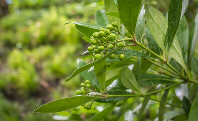 Fototapeta na wymiar Flowering plant of Japanese skimmia, glossy green leaves with unripe round green fruits