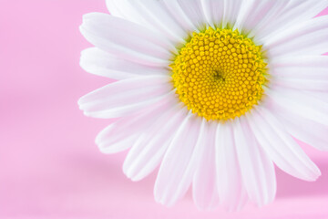 Chamomile flower close up on a pink background. Soft focus