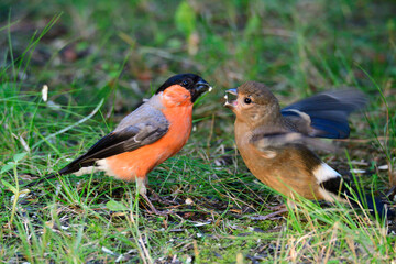Junger Gimpel bettelt um Futter in einem Garten
