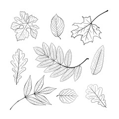 Vector set of leaves, collection of hand-drawn leaves. Set of black and white autumn falling leaves - rowan, chestnut, oak, aspen, maple, sketch style vector illustration isolated on white background.