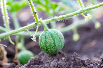 Organic watermelon growing on the field at eco farm. Closeup of growing small green striped watermelon in farmer's hand. Tying the fruit of an early watermelon in the spring in the garden