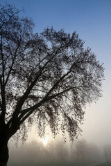 Hazy winter morning  - sun rising behind tree silhouette