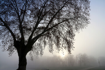 Hazy winter morning  - sun rising behind tree silhouette