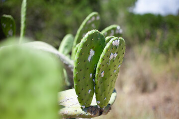 Prickly pear grows on the slopes of mountains. Have the disease. Cactus opuntia.