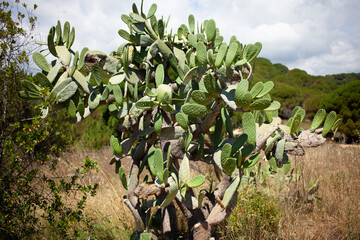 Prickly pear grows on the slopes of mountains. Have the disease. Cactus opuntia.