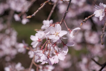 東京都・稲城市のシダレザクラ 3