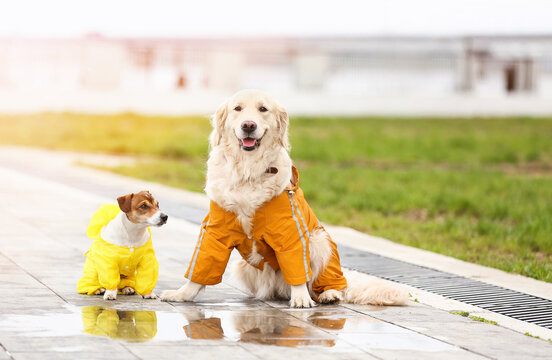 Funny dogs in raincoats walking outdoors