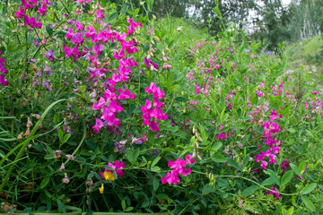 huge burdocks near the old village fence