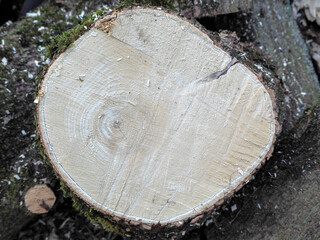 pattern on the inside of a felled tree in the forest