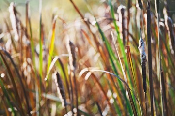 Obraz premium A bundle of cattails in a marshland during summer sunset