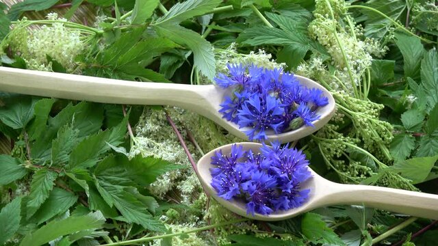 Rotating beautiful medical and tea herbs – cornflowers in wooden spoons on meadowsweet Filipendula ulmaria fresh background