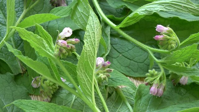 Rotating fresh comfrey Symphytum officinale medical herbs 

