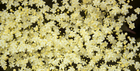 Elderberry blossom, close-up. Blooming elderflower in garden (Sambucus nigra, elder, elderberry,...
