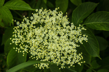 Elderberry blossom, close-up. Blooming elderflower in garden (Sambucus nigra, elder, elderberry, black elder, black lilac, European elder, European elderberry, European black elderberry). 