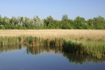 reeds on the lake
