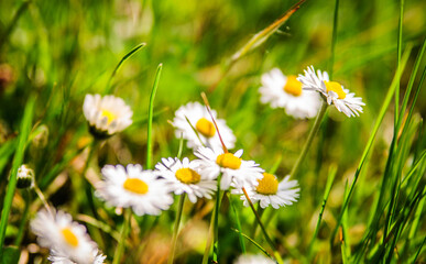 Stokrotki 1 © Sebastian