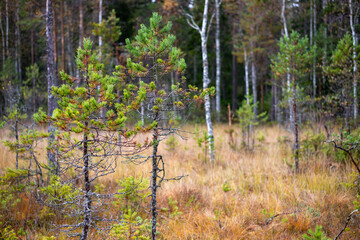 Autumn in the forest at the pet soil