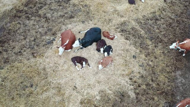 Livestock farm for breeding cows of meat breeds. Eastern Europe . Aerial photography