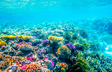 Beautifiul underwater seascape with tropical fish and coral reefs