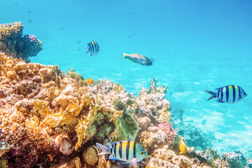Coral reefs and fish and diver, underwater world