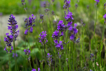 Close up selective focus blooming lavender flowers in the field