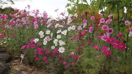 Pink and white flowers