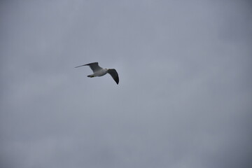 Winter birds over sea