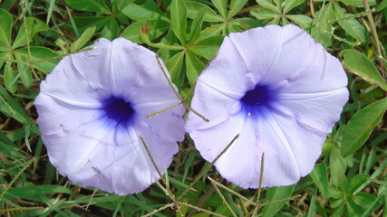 purple flowers in the garden