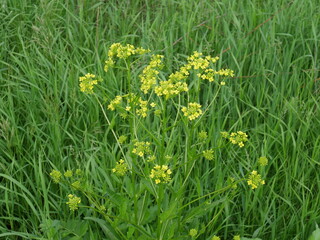 green grass with yellow flowers