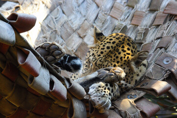 African Leopard Sleeping In Hammock (Panthera pardus pardus), Pretoria, South Africa