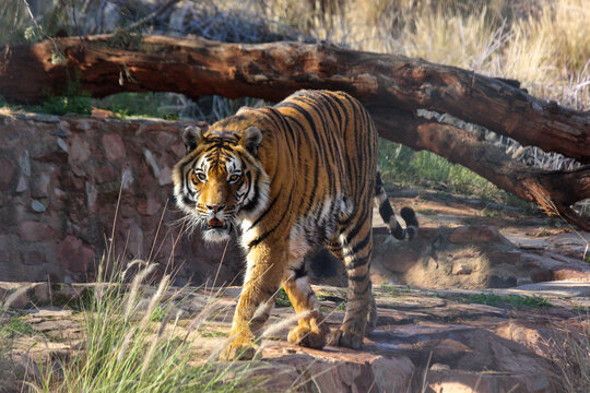 Frustrated Bengal Tiger In Captivity (Panthera tigris tigris), Pretoria, South Africa