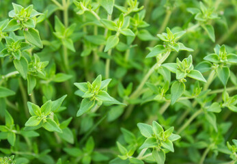Obraz premium Thyme strings. Fresh green thyme plant growing in a herb garden. Breckland, Thymus serpyllum, Thymus vulgaris, Common Thyme, Whole thyme. Herbs for cooking. Selective focus, closeup.