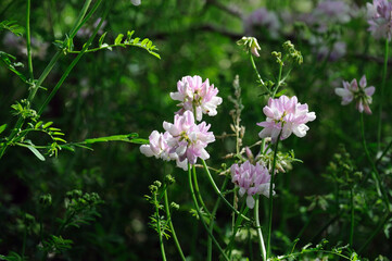 Purple Crown Vetch  flower . Its scientific name is Securigera Varia, native to Africa, Asia and Europe.