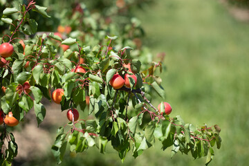 Apricot branch, Roussillon red