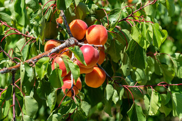 Apricot branch, Roussillon red