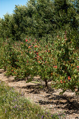 Fototapeta na wymiar Apricot branch, Roussillon red