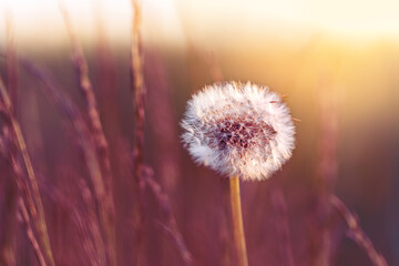 Dandelion flower growing in the field during sunset