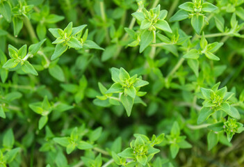Thyme strings. Fresh green thyme plant growing in a herb garden. Breckland, Thymus serpyllum, Thymus vulgaris, Common Thyme, Whole thyme. Herbs for cooking. Selective focus, closeup.