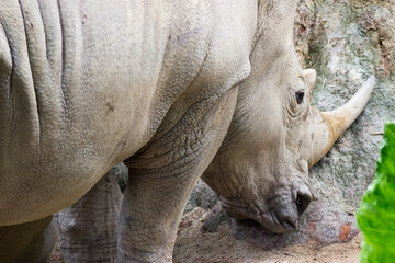 Rhinoceros in captivity