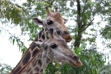 Giraffes looking ahead