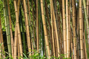 Multiplexing bambusa, Hedge bamboo. Alphonse Karr Yellow Clumping Hedge Bamboo -  Bambusa Multiplex