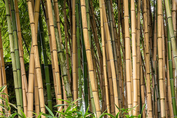 Obraz premium Multiplexing bambusa, Hedge bamboo. Alphonse Karr Yellow Clumping Hedge Bamboo - Bambusa Multiplex