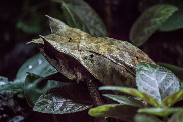Malayan Leaf Frog