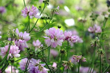 Purple Crown Vetch  flower . Its scientific name is Securigera Varia, native to Africa, Asia and Europe.