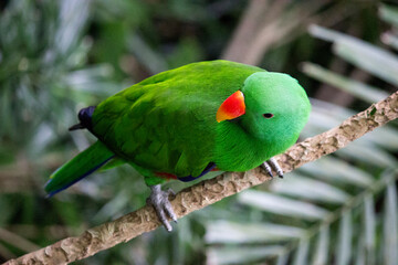 Parrot on a tree