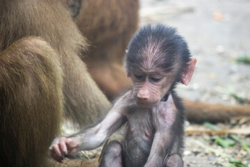 Baby monkey