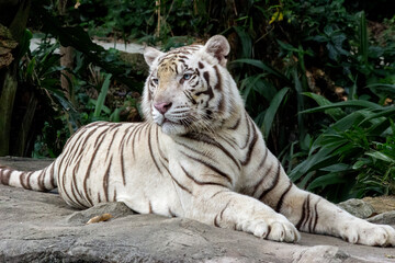 White Tiger